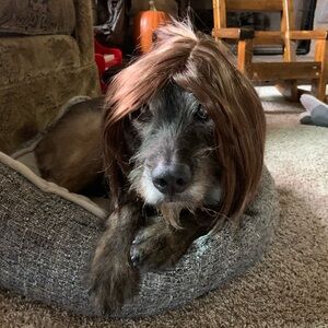 Meet your Posher, Ginger